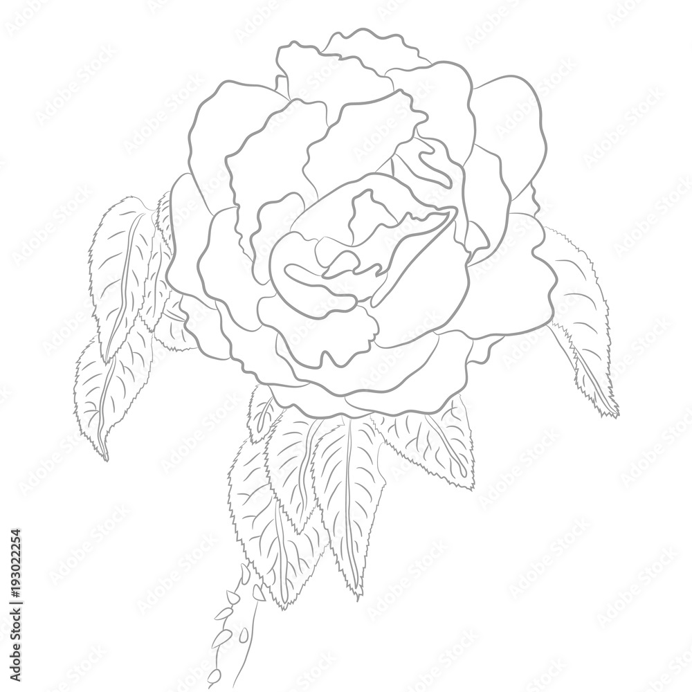 Vector Drawing of Rose for Coloring Book