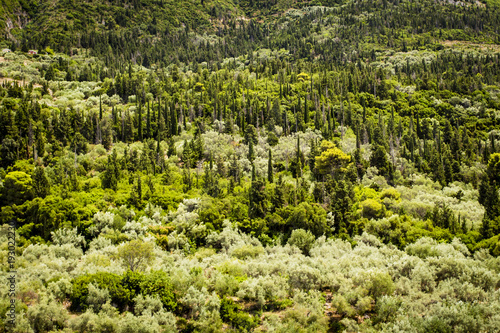 Cypress pine dominated vegetation of Lefkada  Greece  showing typical forests of Ionian coast.