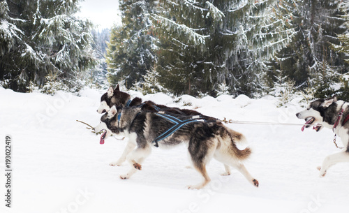 Trail sled husky race 