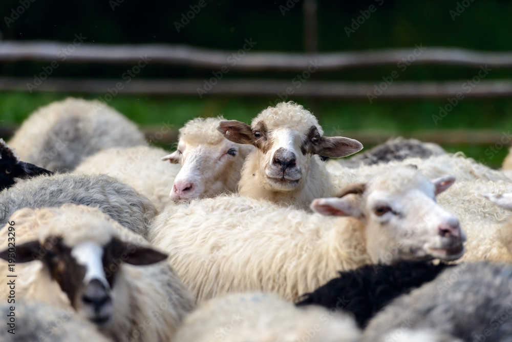 Herd of sheeps on mountains farm closeup. Herd of sheeps on mountains farm closeup.