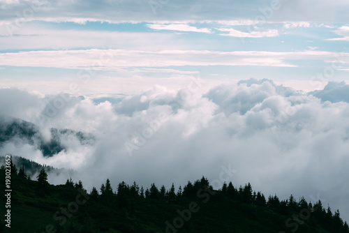 Picturesque summer landscape in foggy day in Carpathian mountains. Lush green forest from pine tree on backgound. Travel background concept