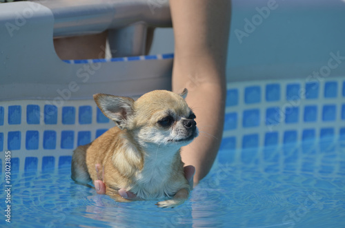Women's hands hold a small dog breed Chihuahua which bathes in the pool.