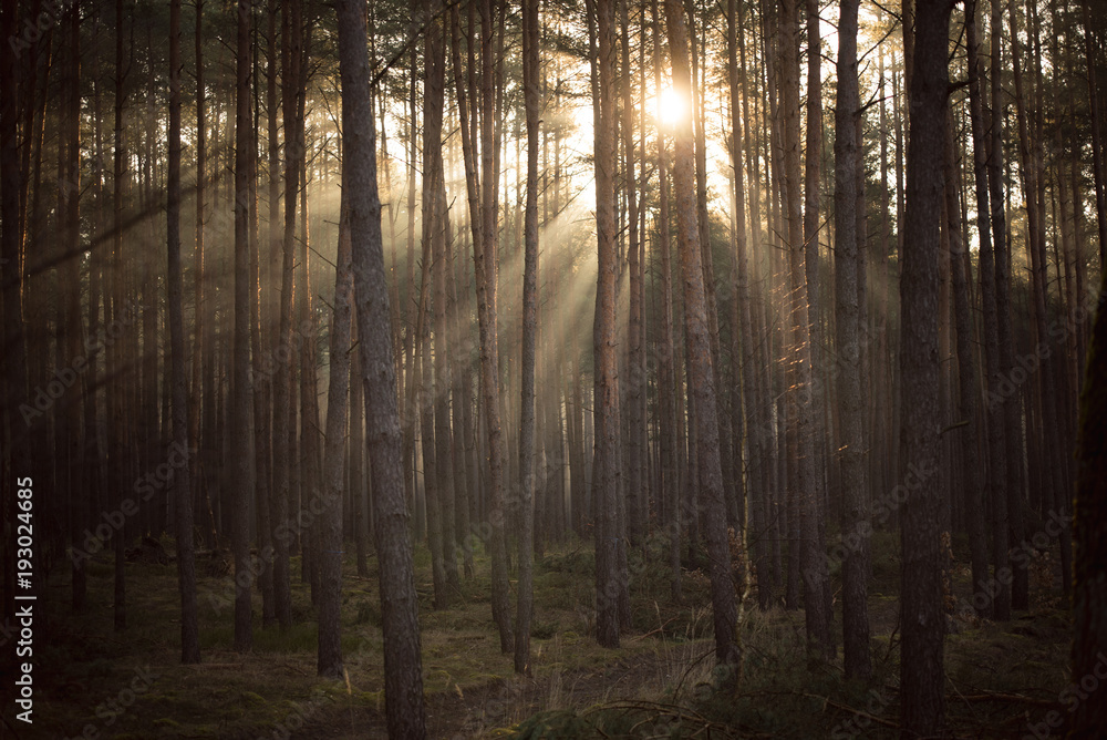 Fototapeta premium Wald