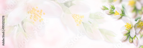 White and beige jasmine flower blooming panorama. Faded colors. Shallow depth...