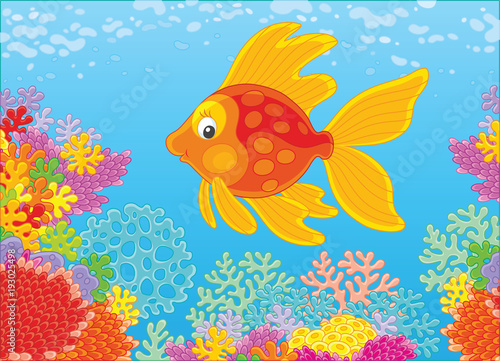 Tropical gold fish swimming over colorful corals, a vector illustration in cartoon style