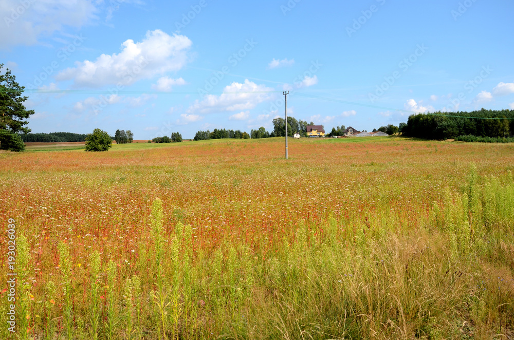 Field of buckwheat in the summer under a blue sky