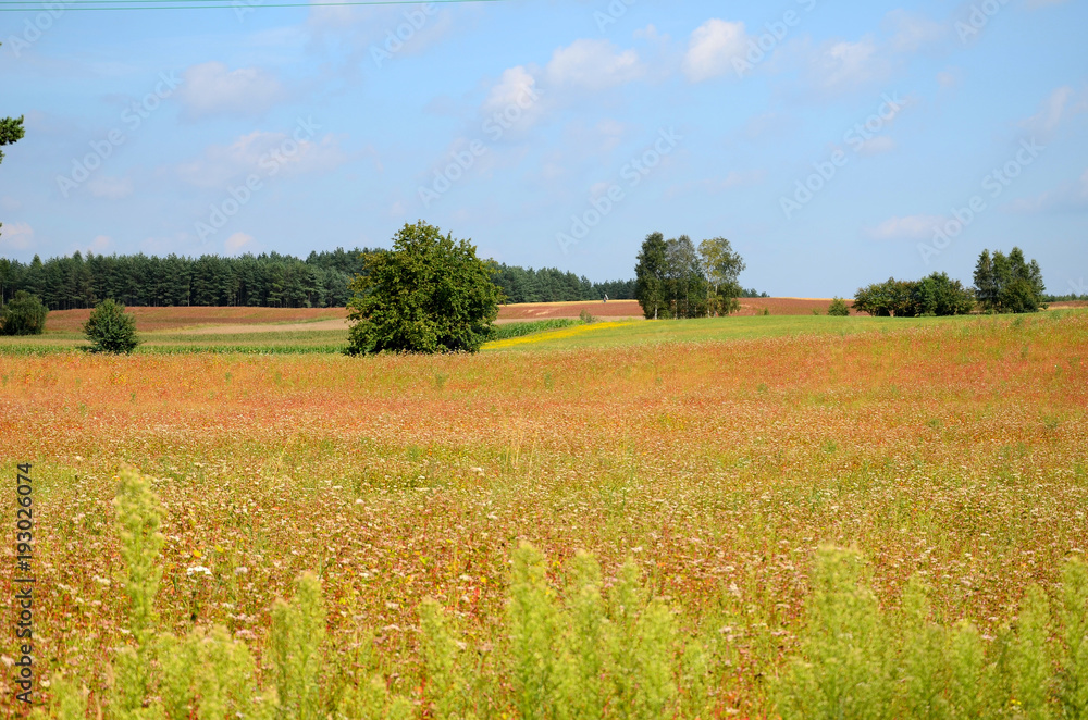 Field of buckwheat in the summer under a blue sky