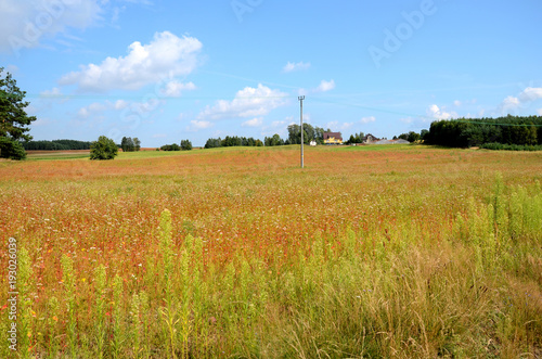 Field of buckwheat in the summer under a blue sky