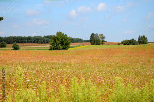 Obraz na płótnie Field of buckwheat in the summer under a blue sky w salonie