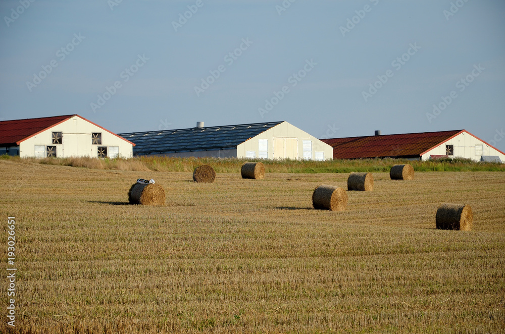 A field with straw bales