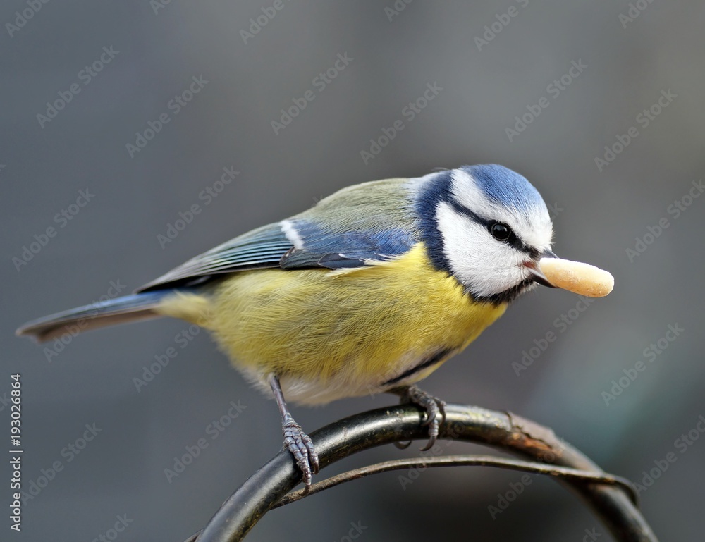 Fototapeta premium Blaumeise (cyanistes caeruleus) mit einer Nuss im Schnabel
