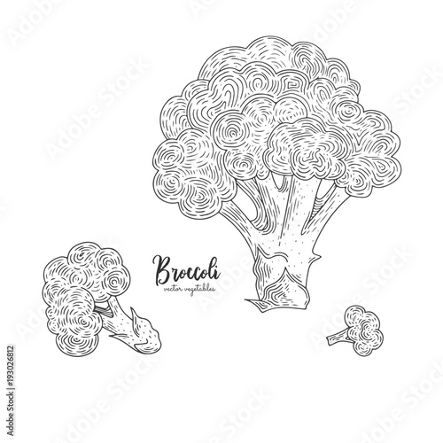 Natural food for farmers market. Vector broccoli hand drawn illustration. Contour outline style. Vegetarian food for design menu, recipes, decoration kitchen items