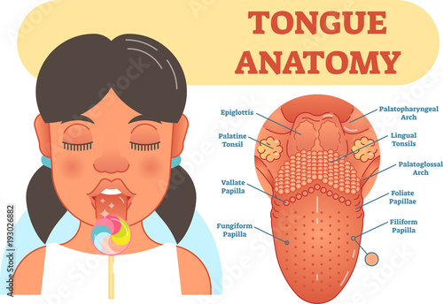 Tongue anatomy medical vector illustration diagram.