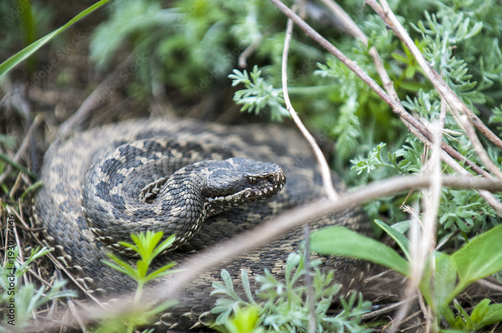 Fototapeta premium Vipera ursinii or meadow viper