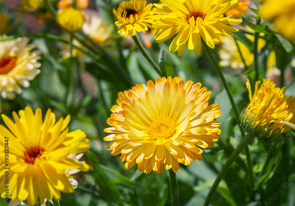 Yellow chrysanthemum flowers in the garden. Yellow chrysanthemum flowers in the garden.