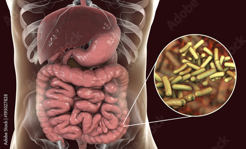 Rod-shaped bacteria Shigella which cause food-borne infection shigellosis or dysnetery, the infection of large intestine, 3D illustration