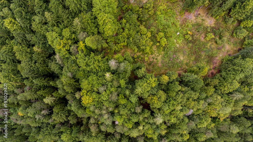 Drop down view of tree tops.