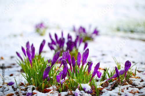 Purple Crocus flowers blooming through the melting snow in the spring. Easter time