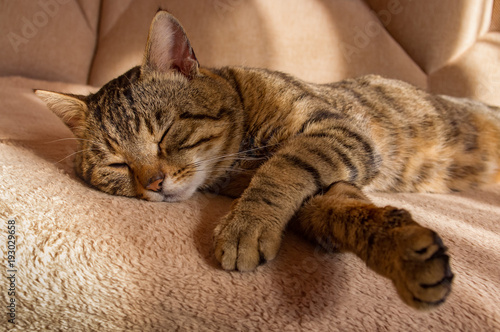 Wallpaper Mural the tabby cat sleeps on the couch Torontodigital.ca