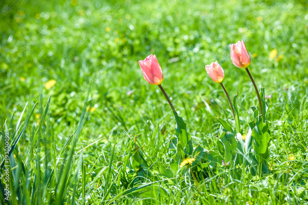 Amazing nature of pink tulips under sunlight at the middle of summer or spring day landscape. Natural view of flower blooming in the garden with green grass as a background