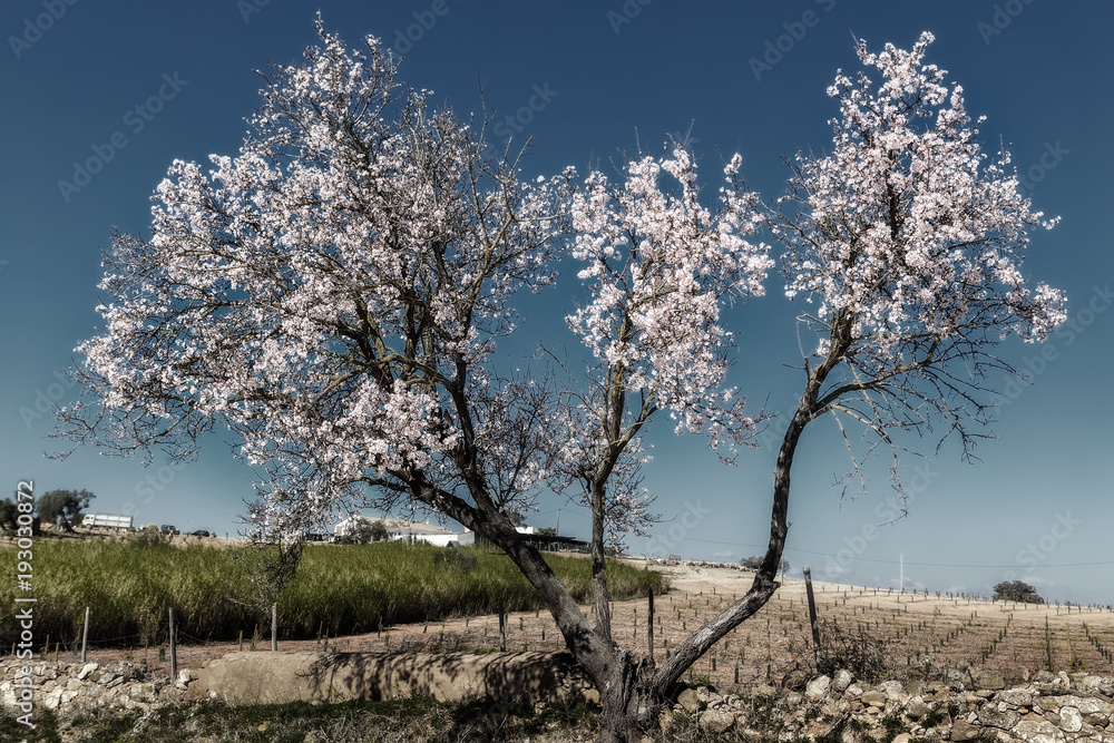 Almond blooming garden in Portugal. Almond blooming garden in Portugal.