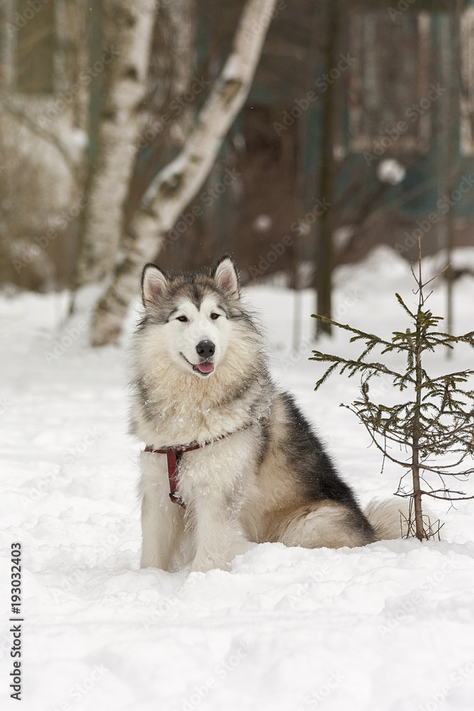 Naklejka premium Аляскинский маламут сидит на снегу рядом с елкой