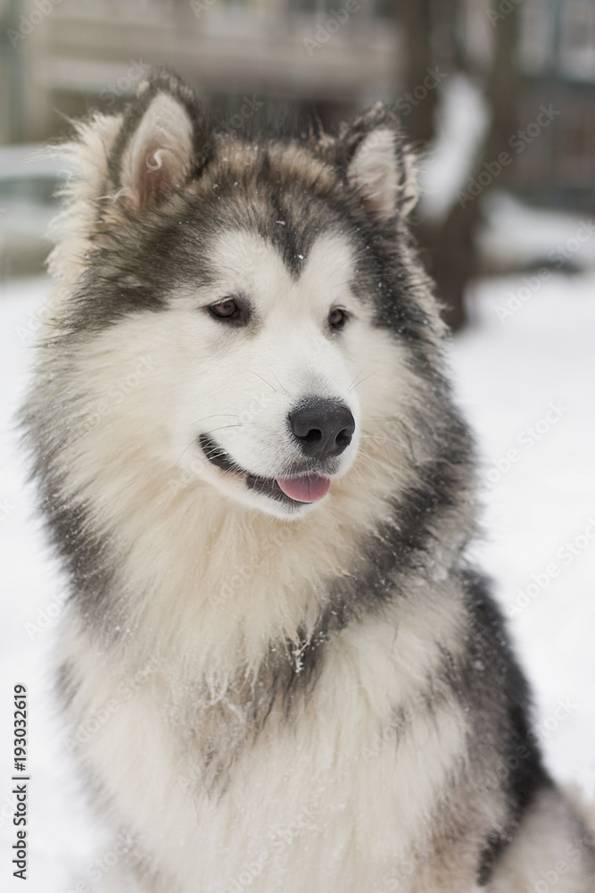Аляскинский маламут крупным планом