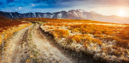 Magical yellow dry grass glowing by sunlight. Soft filter, vintage style. Instagram toning effect.