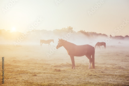 Fototapeta Naklejka Na Ścianę i Meble -  View of pasture with Arabian horse grazing in the sunlight. Beauty world. Soft filter. Warm toning effect.