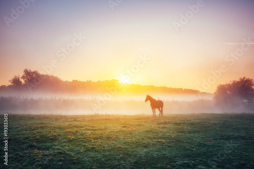Fototapeta Naklejka Na Ścianę i Meble -  View of pasture with Arabian horse grazing in the sunlight. Beauty world. Soft filter. Warm toning effect.