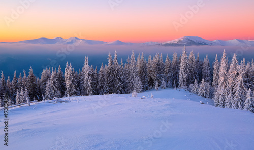 From the lawn, covered with snow, a panoramic view of the covered with frost trees, fog, tall, steep mountains, an interesting sunrise with a pink sky. Good winter day. © Vitalii_Mamchuk