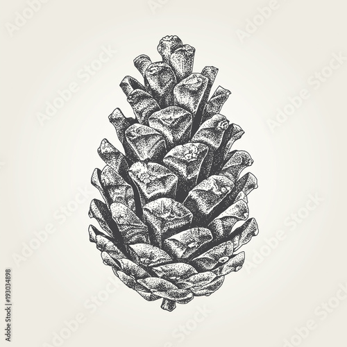 Fotografia Hand drawn pine cone. Vintage vector illustration
