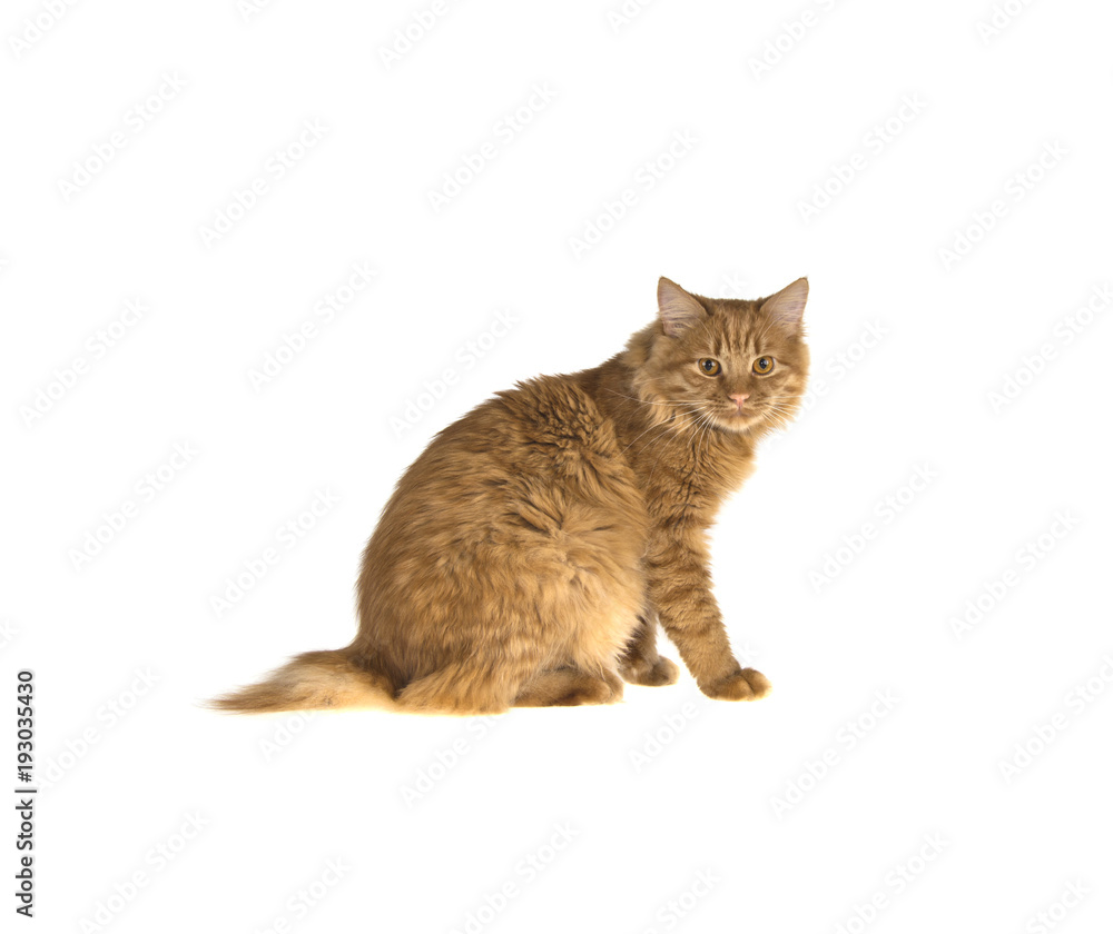 Fotografia bobtail red cat ginger on isolated white background