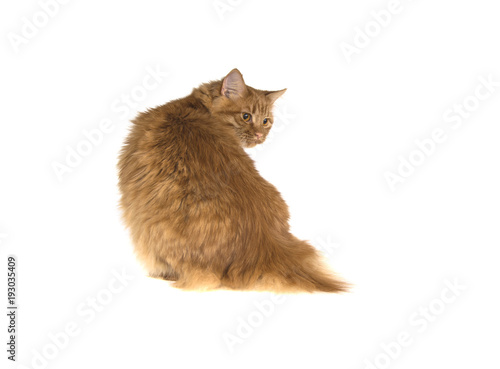 Photography bobtail red cat ginger on isolated white background