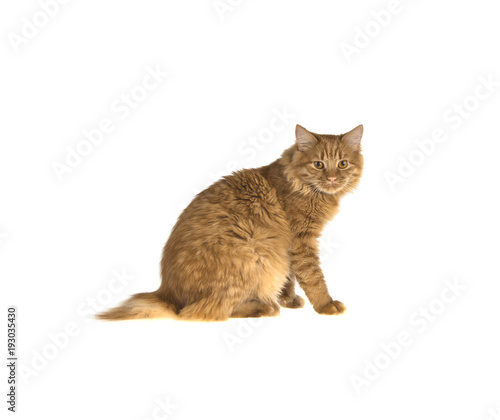 Fototapeta Naklejka Na Ścianę i Meble -  bobtail red cat ginger on isolated white background