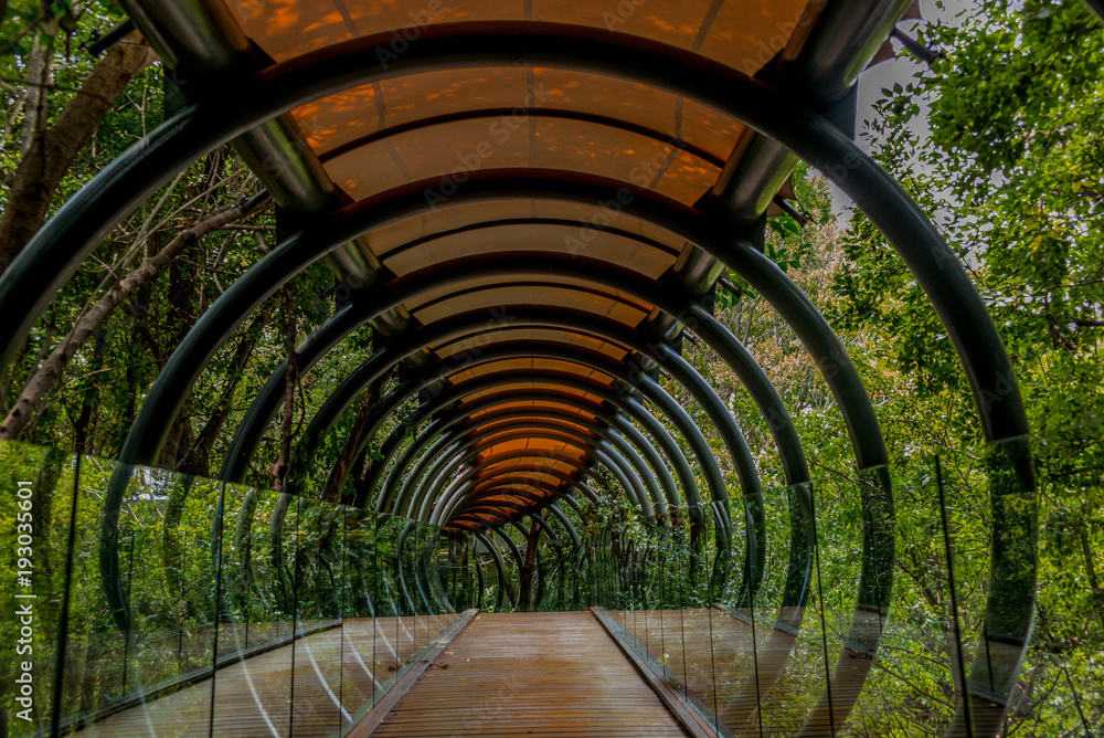 Obraz premium Wiszący most ze szkła, drewna i metalu w lesie wokół Johannesburga w RPA -1