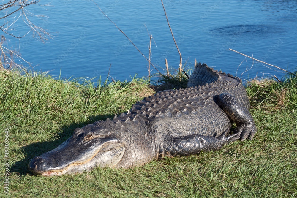 Obraz premium Alligator body