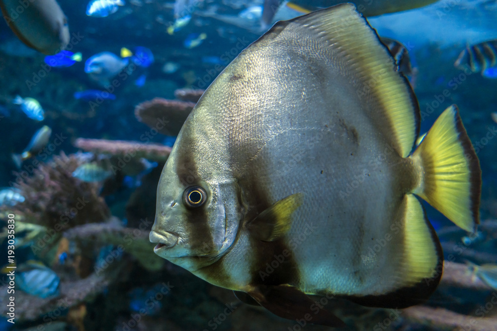 Fototapeta premium Orbicular batfish (Platax orbicularis) - ocean and sea fish