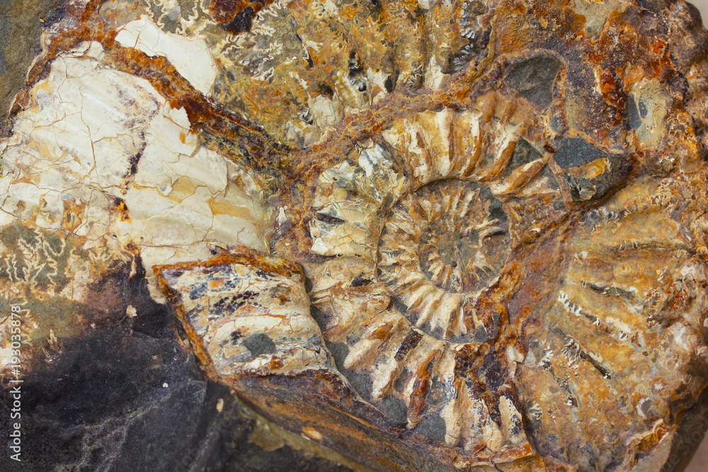 Macro closeup to the beautiful amonite fossil Macro closeup to the beautiful amonite fossil