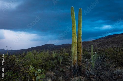 Saguaro Storm
