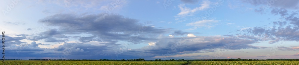 Panorama of dark cloudy sky over sunflowers field Panorama of dark cloudy sky over sunflowers field
