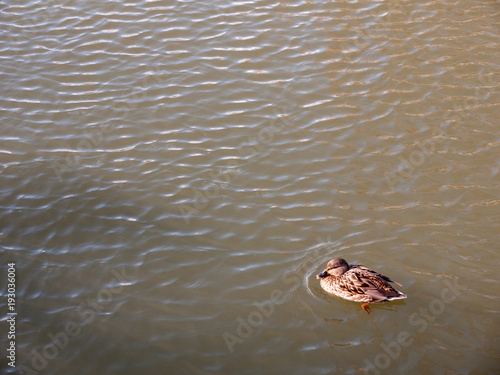 small brown female mallard on top of water swimming paddling