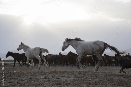 a plain with beautiful horses in sunny summer day in Turkey. Herd of thoroughbred horses. Horse herd run fast in desert dust against dramatic sunset sky. wild horses 