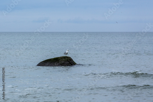 Fiskmås sitter på en sten vid havet