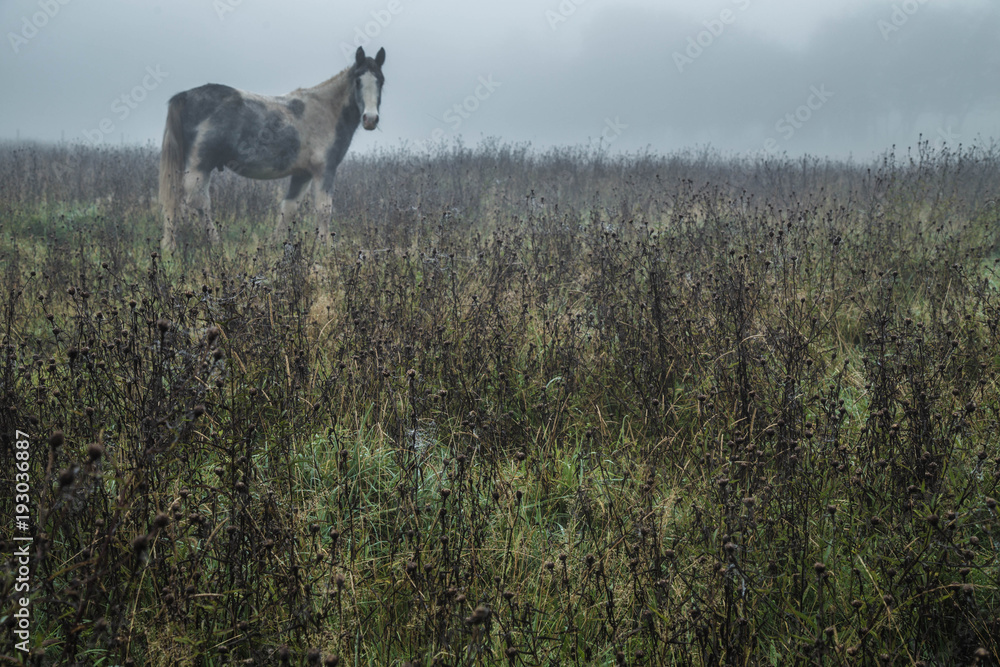 Horses in Field Horses in Field