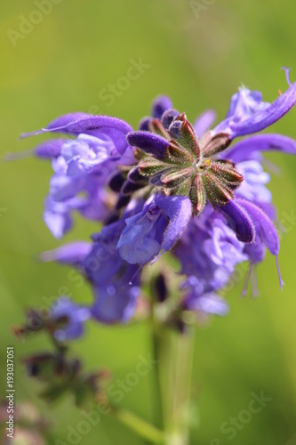 mauve