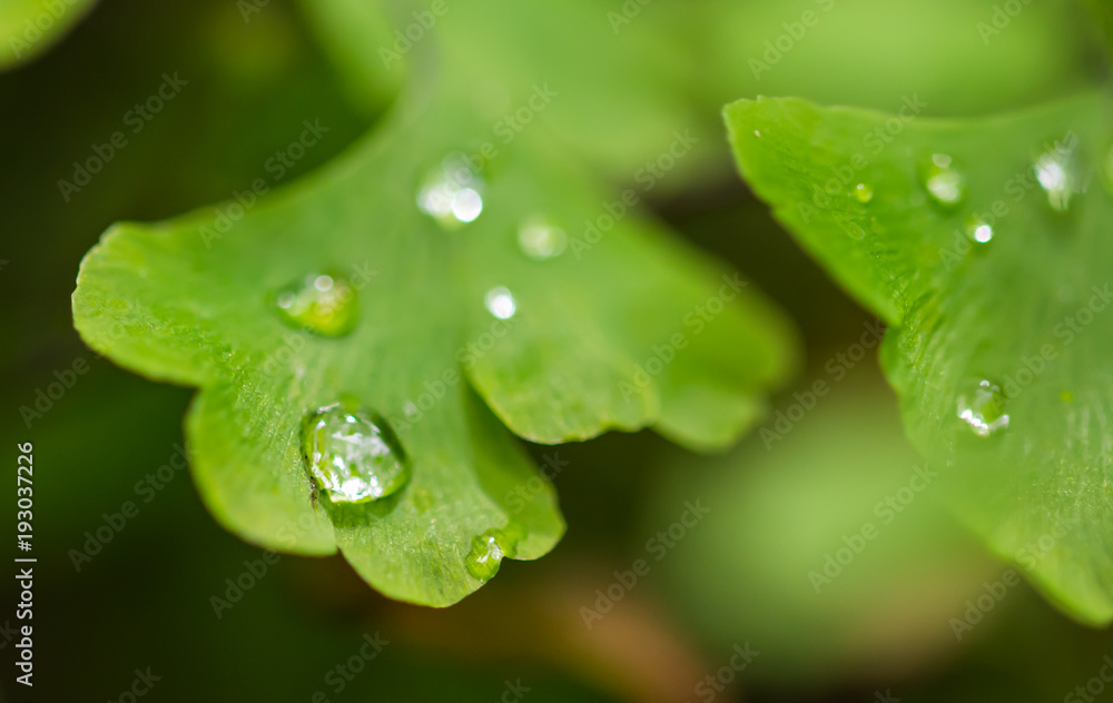 Fototapeta premium Water drops on the small green leaves. Fresh and health plant, nature.