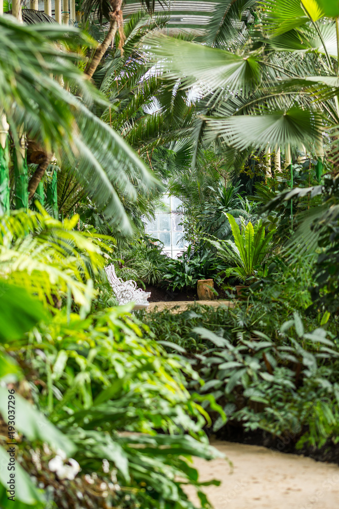 Indoor of the tropical jungle greenhouse. Tropical fresh and exotic plants