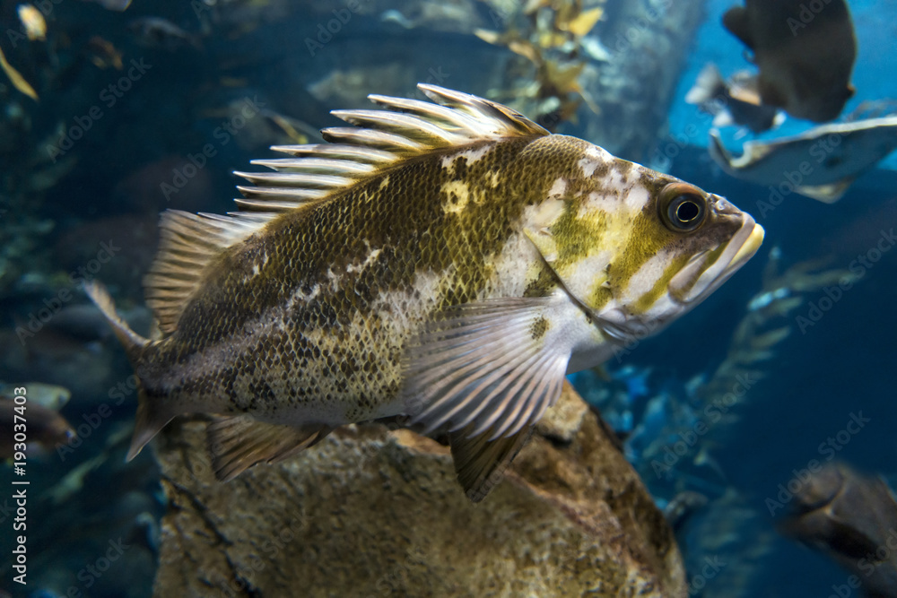 Quillback rockfish (Sebastes maliger), Inhabit rocky bottoms and reefs