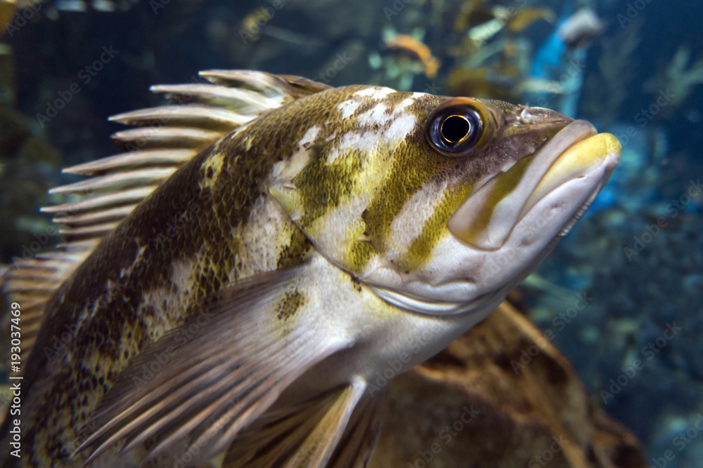 Quillback rockfish (Sebastes maliger), Inhabit rocky bottoms and reefs